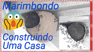 Como são feitas as casas de marimbondo?