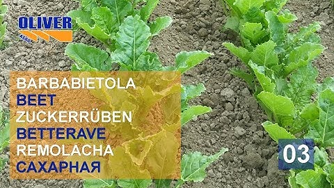 ROTOSARK SARCHIATRICE WEEDING MACHINE BINEUSE ROW CROP HACKMASCHINE BINADORA DESYERBADORA BIO