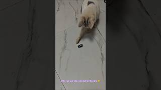 Cat #sultan is #coin #spin Master 🪙🐱 #cat #catshorts #funny #kitten #ytshorts #youtubeshorts #shorts