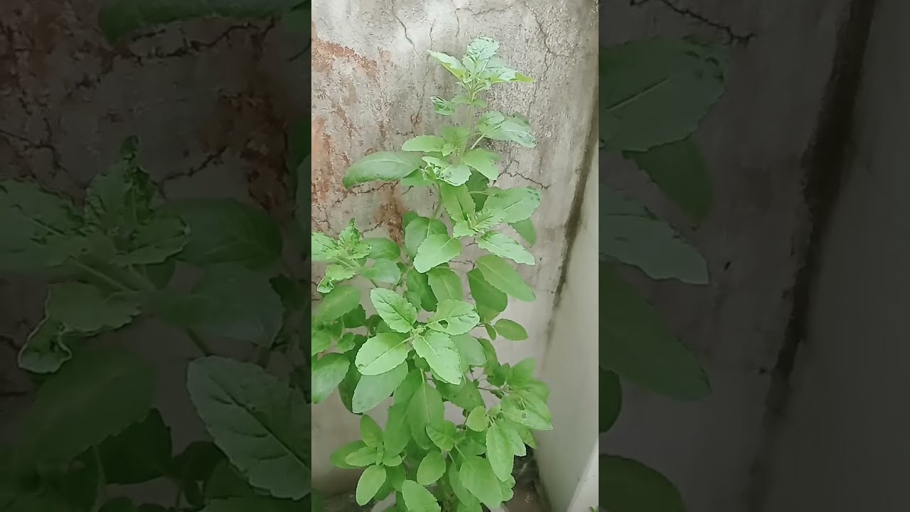 Tulsi Me Deepak Mata Rani Shorts Youtubeshorts Please Like And Subscribe 