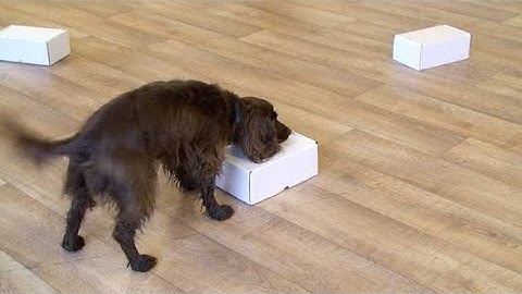 Scentwork: teaching a passive indication