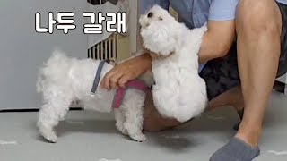 SUB) 엄마따라 산책가고 싶어서 난리가 났어요