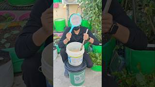 Mustard Cake Liquid Fertilizer Sarso Khali Fertilizer For Plants