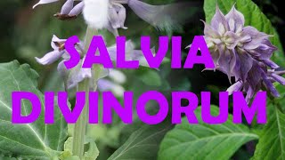 Entendiendo las drogas: Salvia divinorum
