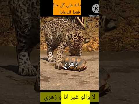 زهري انا داير هاكدة 