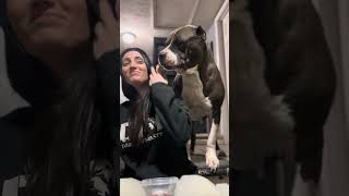 Giant pitbull She shows her teeth when she’s happy ❤️❤️❤️ by DARKDYNASTYK9S 117,215 views 1 month ago 1 minute, 57 seconds