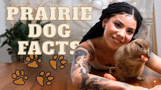 Prairie Dog Facts: Meet Alan!🐾