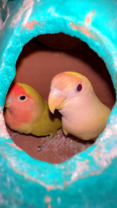 Love birds