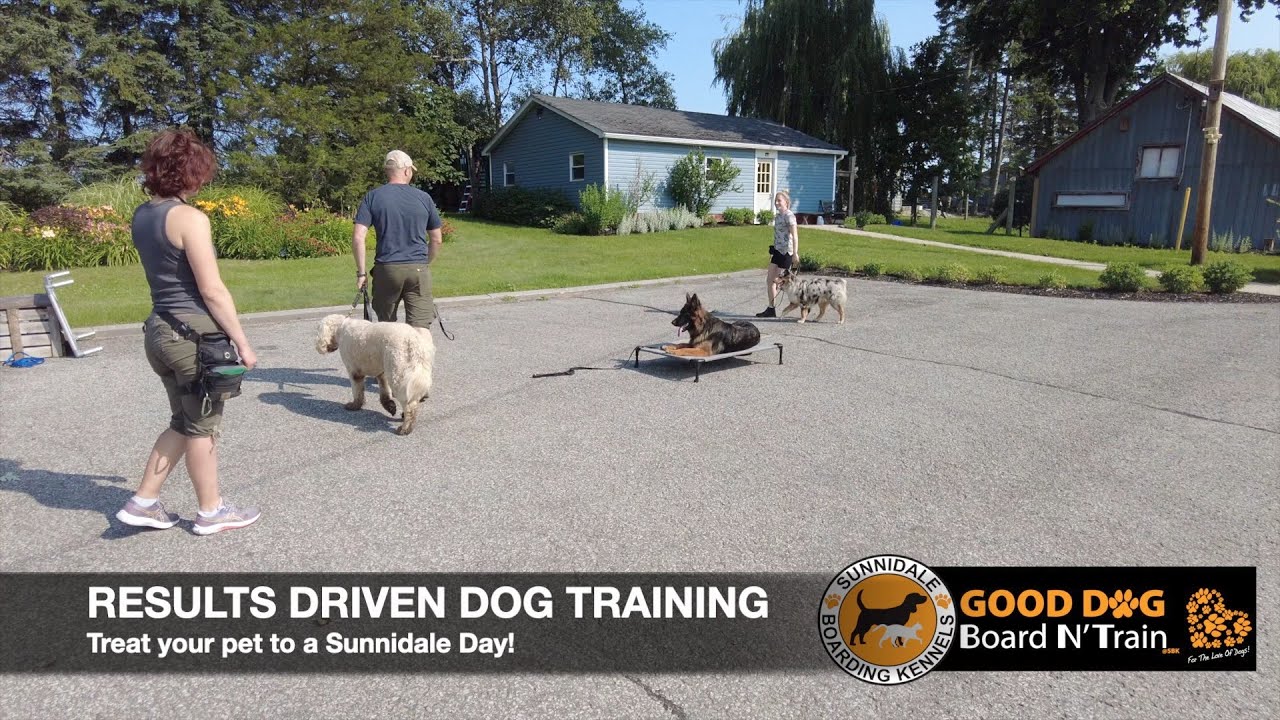Prince 30Day GOOD DOG Board N' Train Program At Sunnidale Boarding