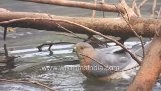 Shikra Raptor Observed Bathing Beside Forest Water Hole