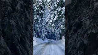 Karla Kaplı Orman Yolu Muhteşem Manzara