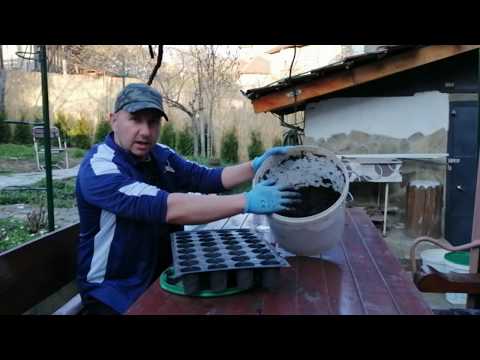 Видео: Как да накиснете семена от краставици? Колко бързо да ги покълнат преди засаждането и в какво трябва да се накиснат семената за разсад? Време за накисване за покълване