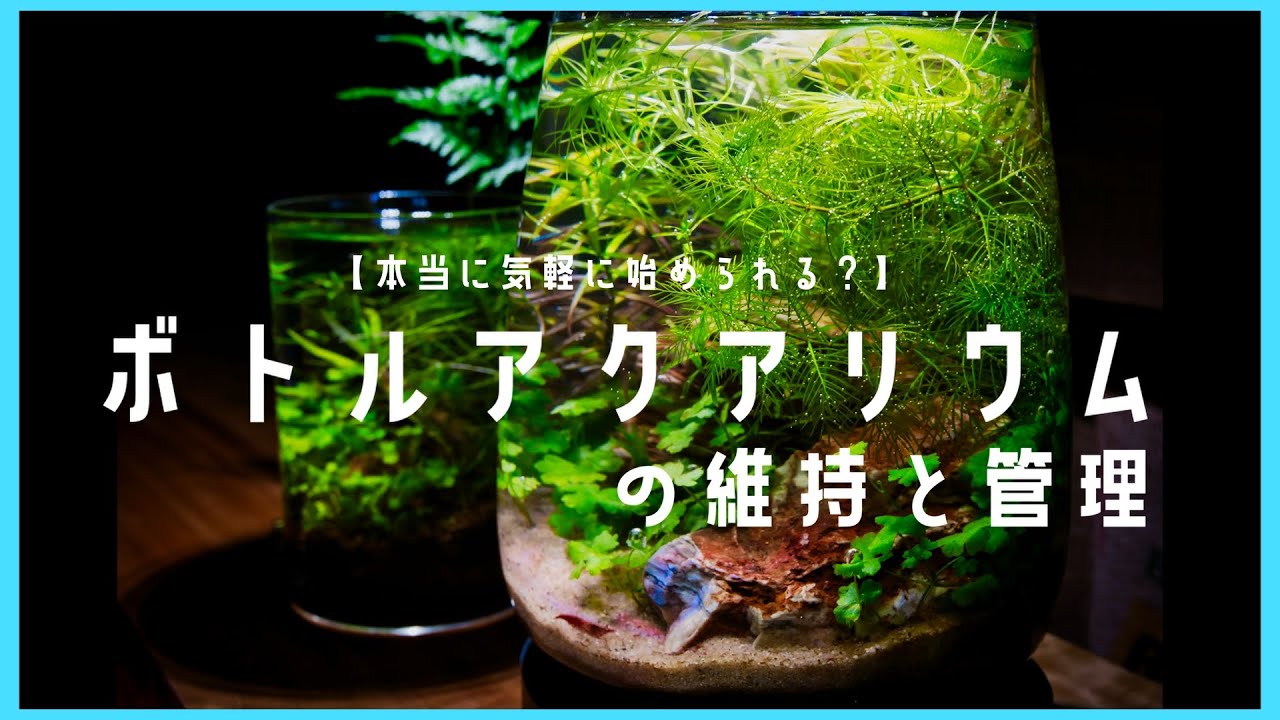 【アクアリウム】ボトルアクアの作り方と維持&管理方法について解説します。 Aquarium Kind #31 ボトルアクアリウム/初心者/レイアウト/水換え/立ち上げ/エビ/メダカ/アカヒレ