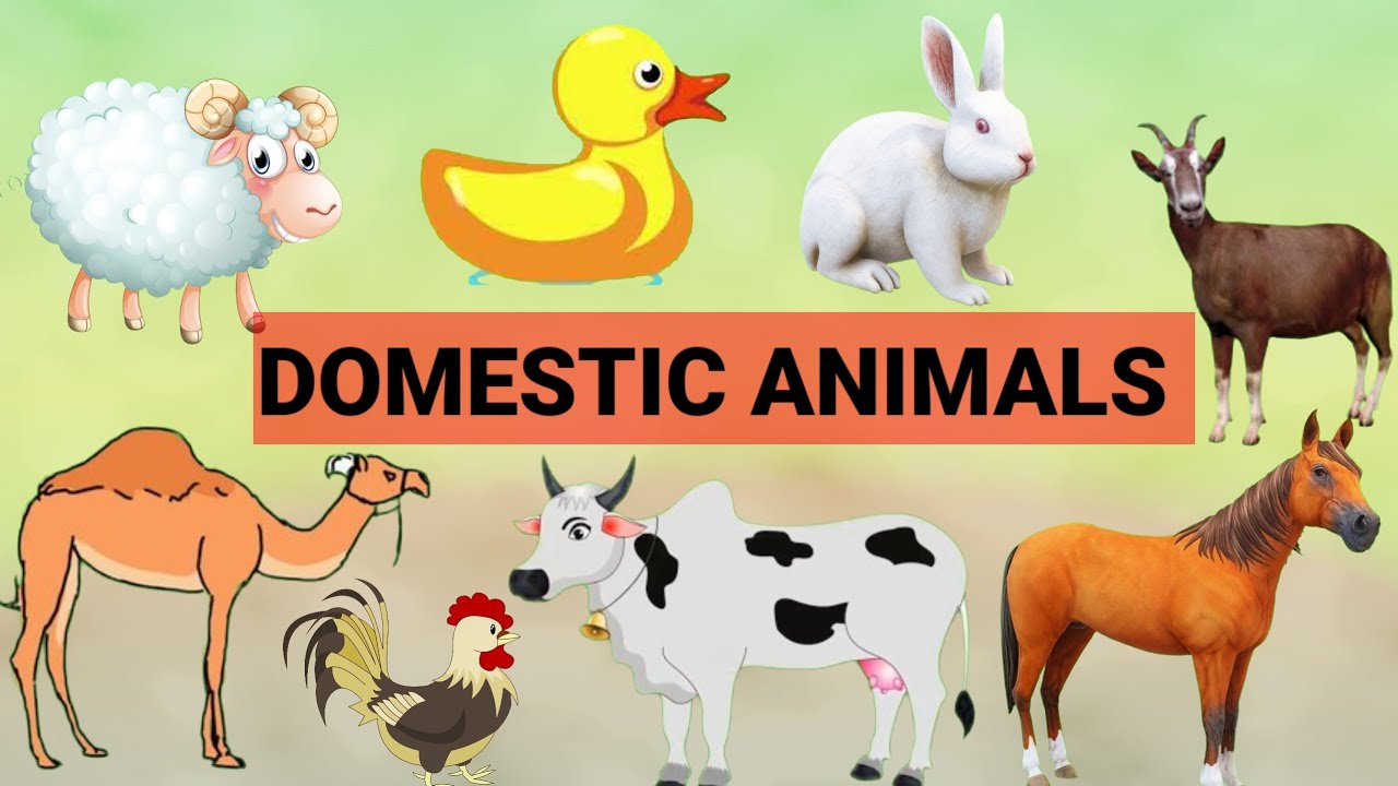 domestic-animals-for-nursery-to-class-1-farm-animals-youtube