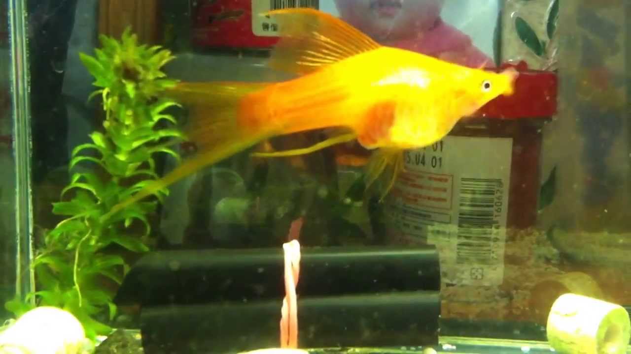 My Aquarium double red swordtail giving birth to fries 5 YouTube