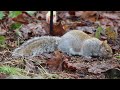 Grey Squirrel