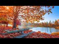 Autumn Morning Ambience / 1 Hour / Asmr