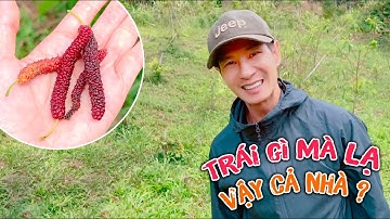 Hôm nay nhà mình có trái này mới nè, đố các bạn trái này là trái gì nha | Gia đình Lý Hải Minh Hà