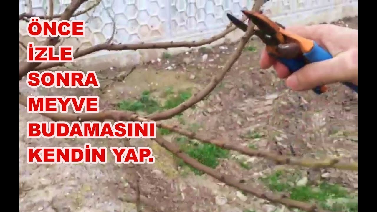 Asma, Erik, Şeftali, Kayısı, Nar Ağaçları Budaması Nasıl Yapılır? Ne Zaman Yapılır?