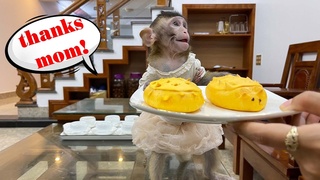 Super smart! Monkey Annie took the dumplings and called her mother to cook them