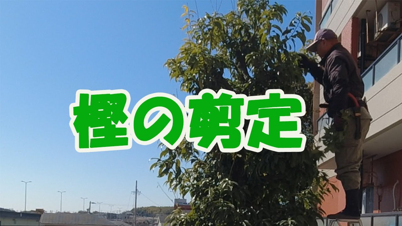 樫の木の剪定 - YouTube