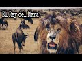 ¡El León MAS FAMOSO DEL MARA! SCARFACE Y SU DIFICULTAD en la  CAZA