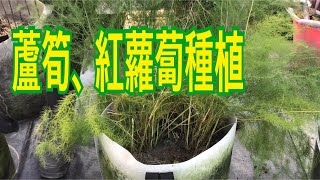 【休閒小菜園】蘆筍、紅蘿蔔種植 
