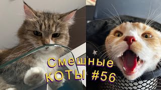 Смешные КОТЫ #56 / Лучшие приколы 2022 / Funny cats.