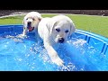 Labrador Puppies Have A Pool Day!