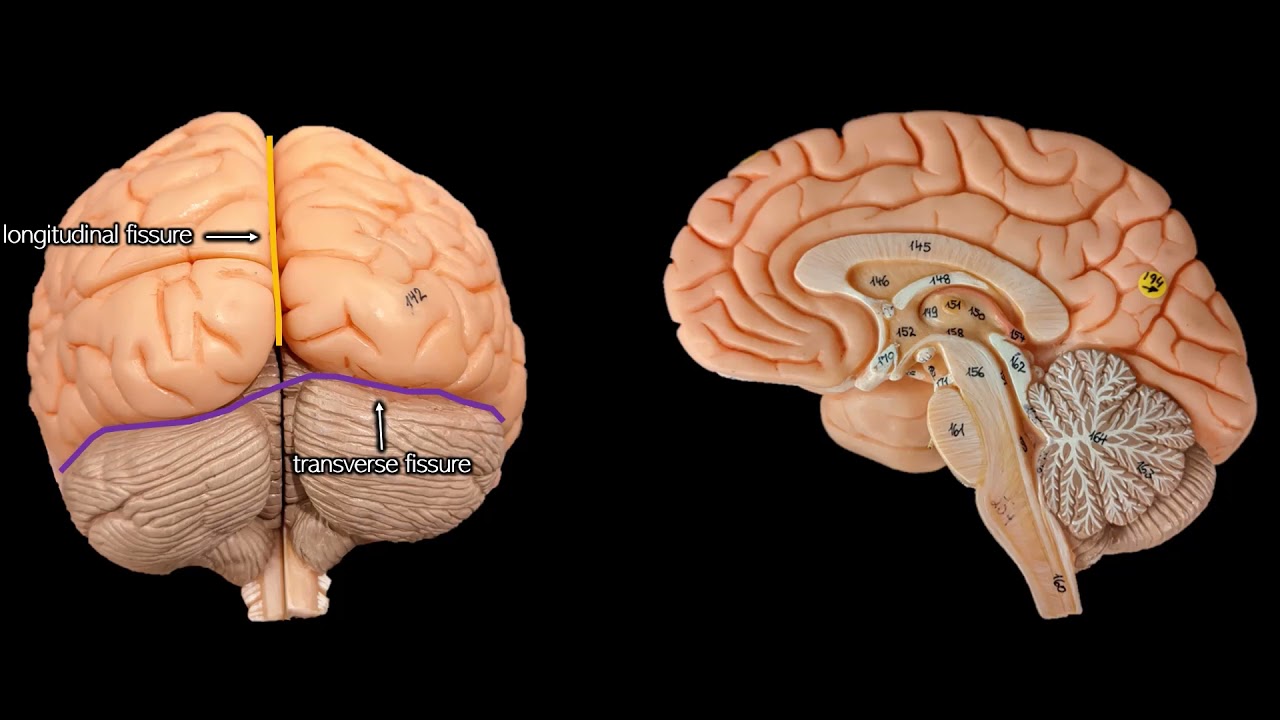 Brain Anatomy and Function Quiz