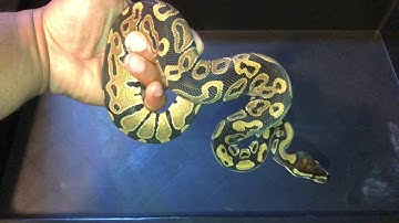 Ball Python Collection #1 “The Males”