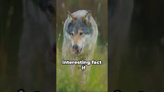 Wolf Whispers: The Monogamy Mystery Part 2 by CuteAnimalFacts 16 views 3 months ago 1 minute, 8 seconds