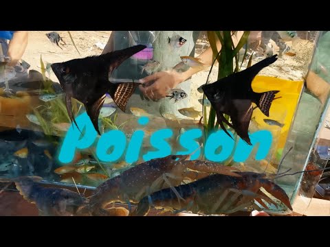 سوق أسماك الزينة مستلزمات الطيور و الديكور