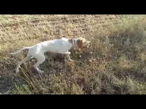 9 aylık İngiliz pointer av köpeğimizin ilk bıldırcın deneyimi