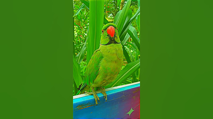 😀❤️ #parrot #talkingparot #birds #nonstoptalkingparrot #parrotplaytime #cute #funny #ringneckparrot