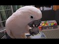 The many moods of a cockatoo
