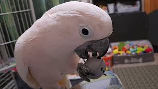 The Many Moods Of A Cockatoo