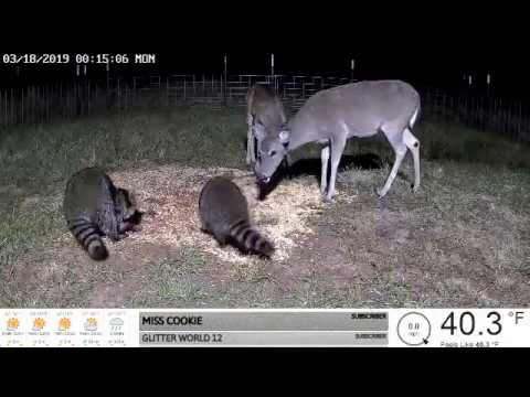 feral hogs map Fish, Deer, Raccoons, Wild Hog And Opossum On Camera 3-18-19