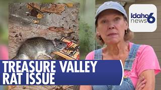 Growing Rat Problem Concerns Eagle Neighbors in Treasure Valley