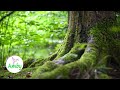 Beautiful green nature amazing nature scenery  relaxing music 1080p screensaver