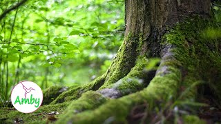 Beautiful Green Nature Video🌿 Amazing Nature Scenery & RELAXING MUSIC HD 1080P Screensaver screenshot 4