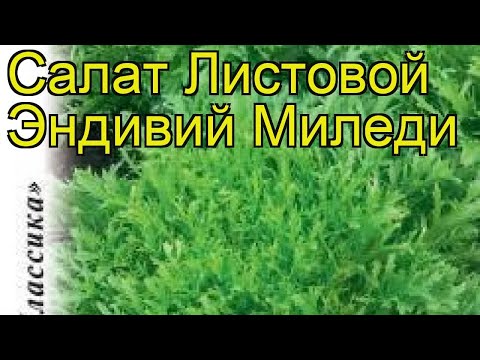 Салат листовой Эндивий Миледи. Краткий обзор, описание характеристик lactuca sativa