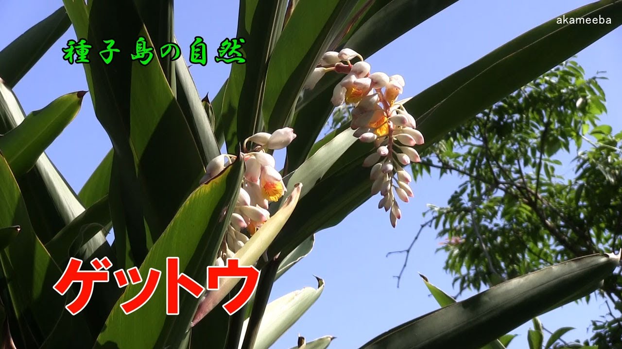 ゲットウ - 四季折々の草花 - ふるさと種子島