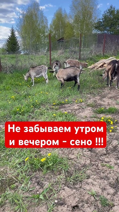 Козам необходимо после травы сено. - YouTube