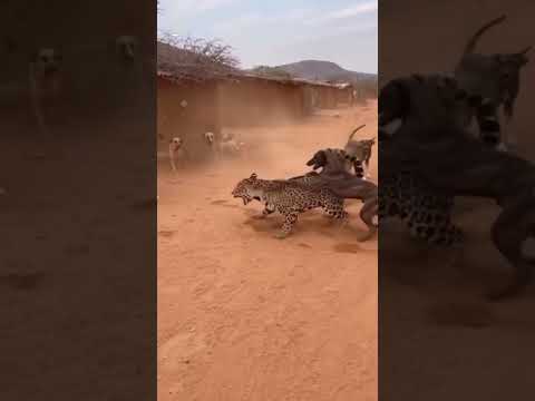 الكلاب الضالة تواجه النمر  موسيقار  النظافه  المراه  الجيلي البخل