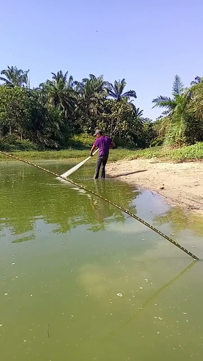 #jalamania #fishing #njaringikan #nilaanggora #fish #sarangikannila #nature #angler #menjala