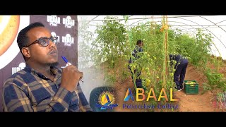 Sheekada Muxiyadiin  - Abaal Polytechnic College 4K 2022