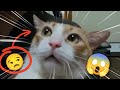 A Cat Making a Vibrating Sound 🐾😺