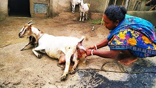 Goat Giving Birth To Baby Goat. Amazing Village Goat Giving "BIRTH"