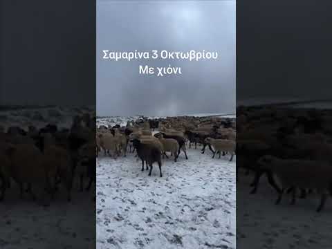 Σαμαρινα